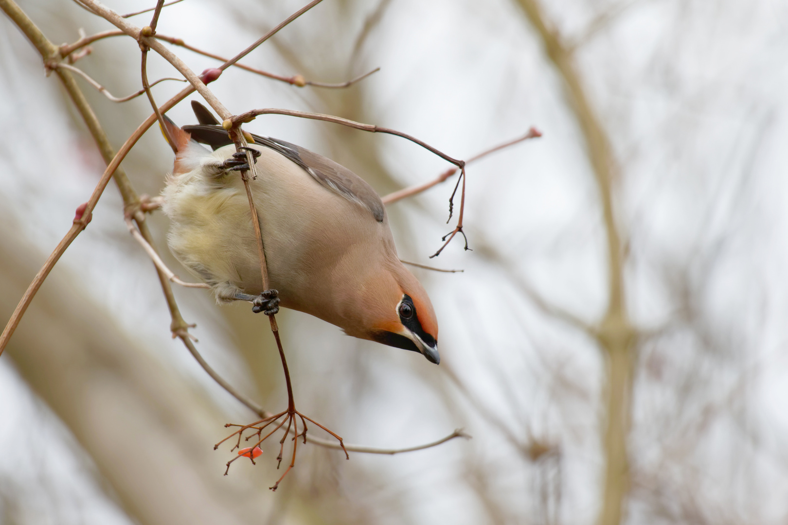 Bombycilla garrulus