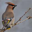 Bombycilla garrulus - Seidenschwanz