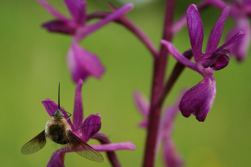 Bombyl et Orchidée