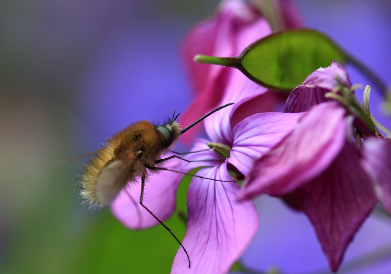 Bombyle