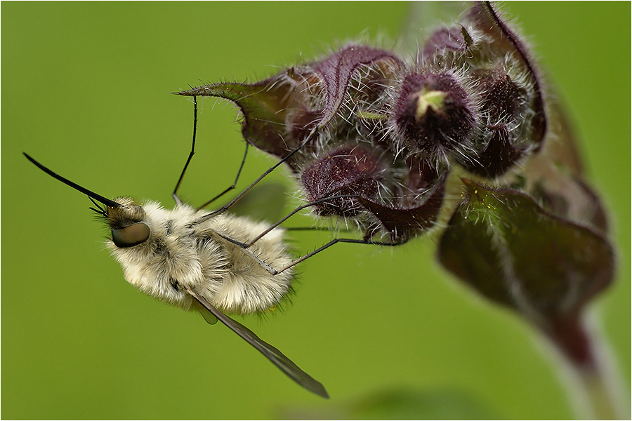 Bombyle...