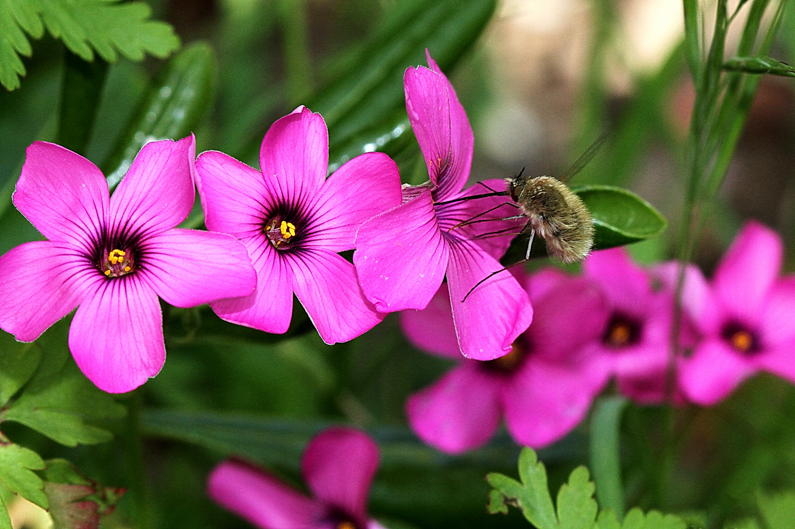 Bombyle ( bombylius major )