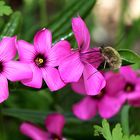 Bombyle ( bombylius major )