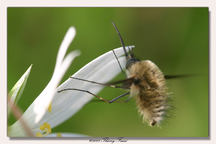 Bombyle en vol