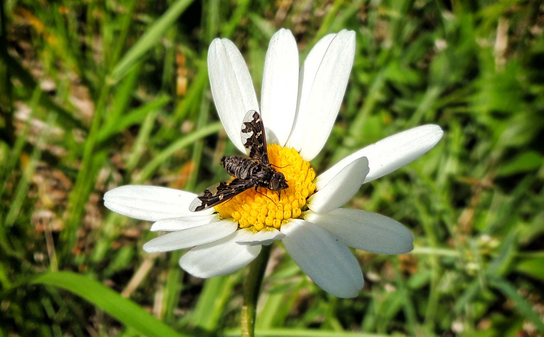 Bombyle Exoprosopa jacchus