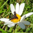 Bombyle Exoprosopa jacchus