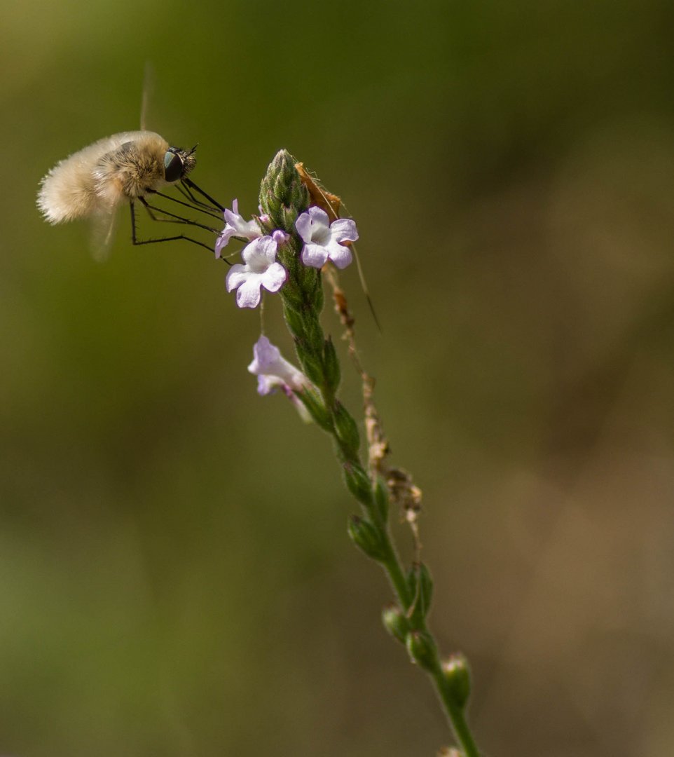 bombyle géron - 2020