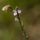 bombyle géron - 2020