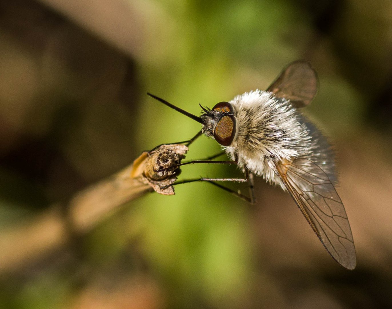 bombyle géron 2020