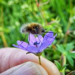 Bombyle major ailes battantes