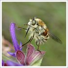 Bombyle sur fleur de sauge