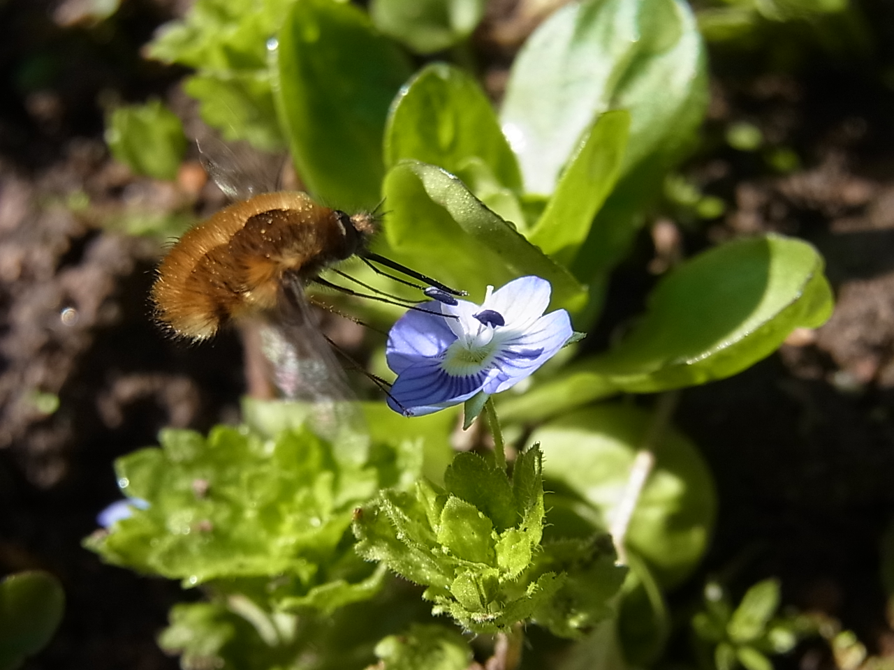 bombyle sur véronique de perse (Wollschweber und Persicher Ehrenpreis)