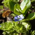 bombyle sur véronique de perse (Wollschweber und Persicher Ehrenpreis)