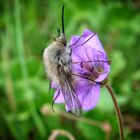  Bombyle Trichurus