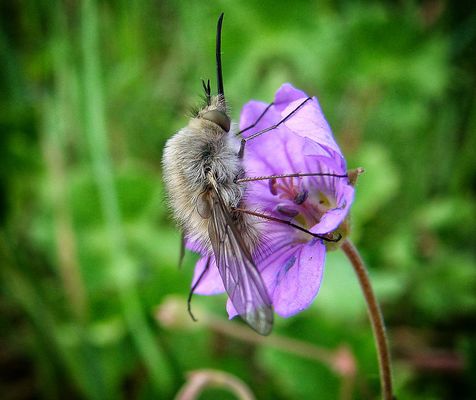  Bombyle Trichurus