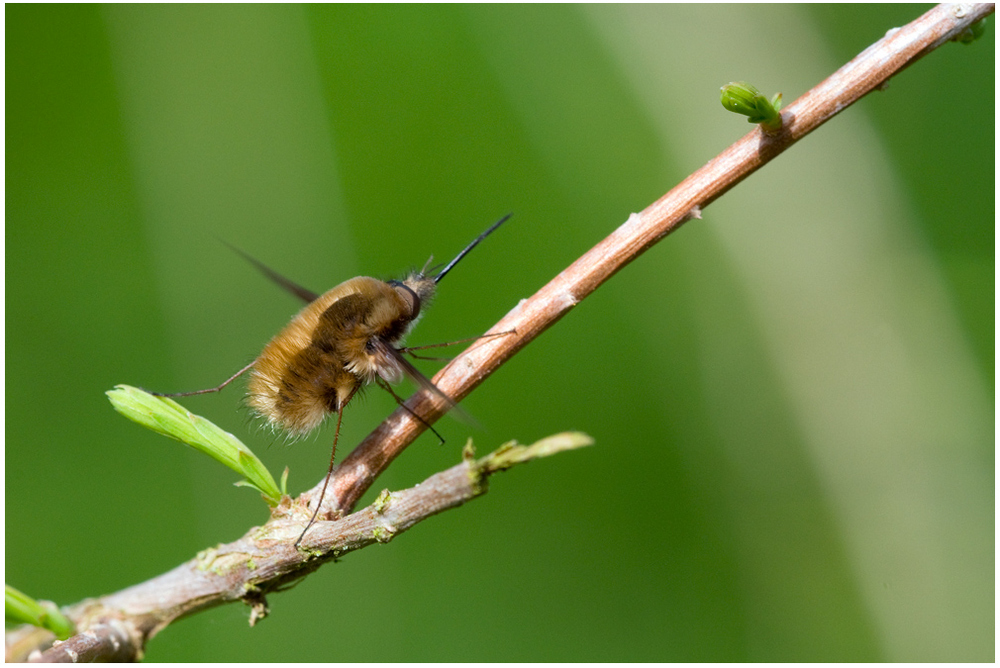 Bombyle_2 (Bombylius major)