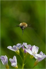 Bombyle_3 (Bombylus major) sur Cardamine