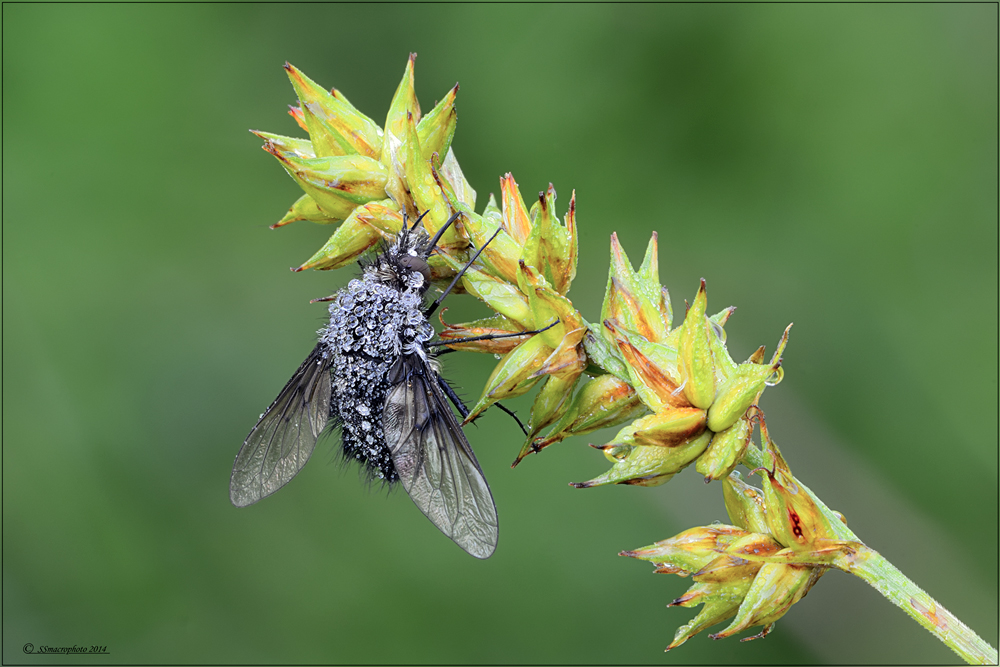 Bombylella atra