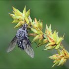 Bombylella atra