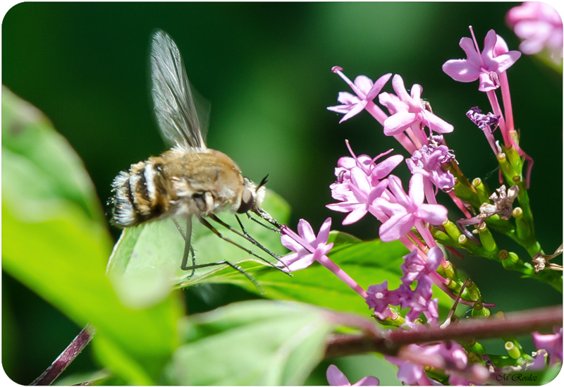 Bombylidae