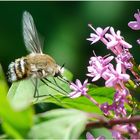 Bombylidae