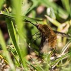 Bombyliidae