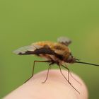 Bombyliidae