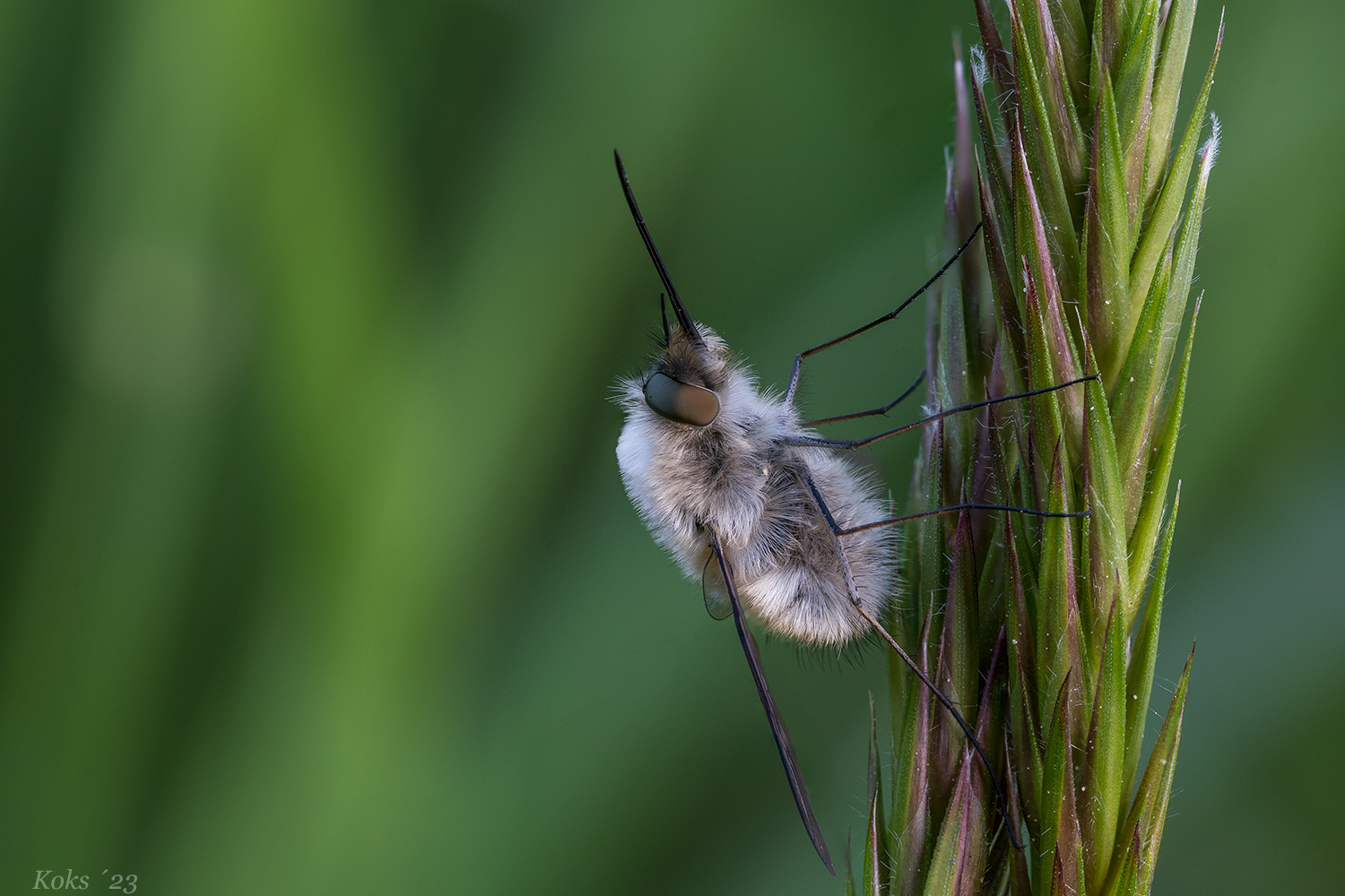 Bombyliidae Foto & Bild tiere, wildlife, insekten Bilder auf