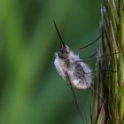 Bombyliidae