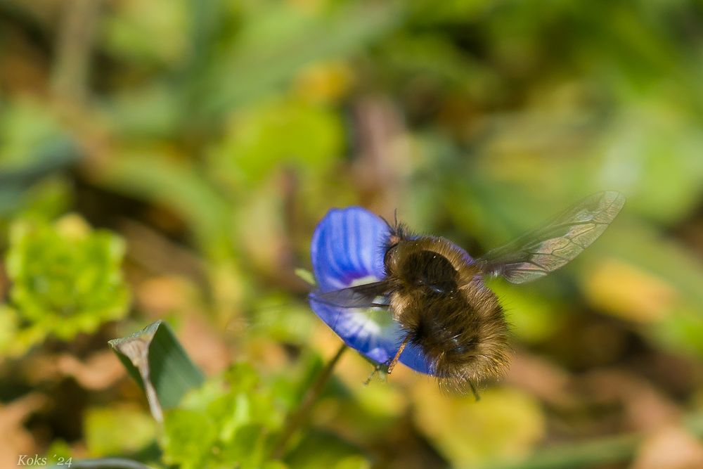 Bombyliidae