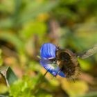 Bombyliidae