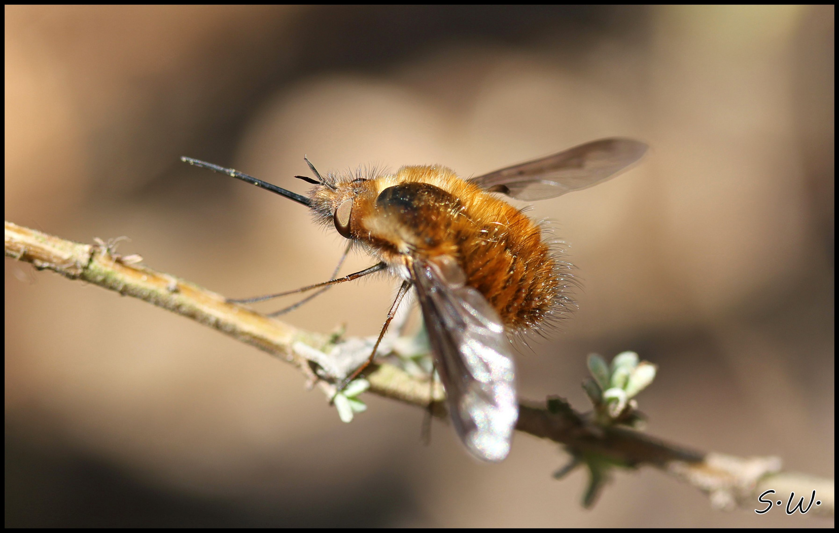 Bombyliidae