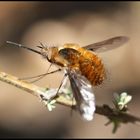 Bombyliidae