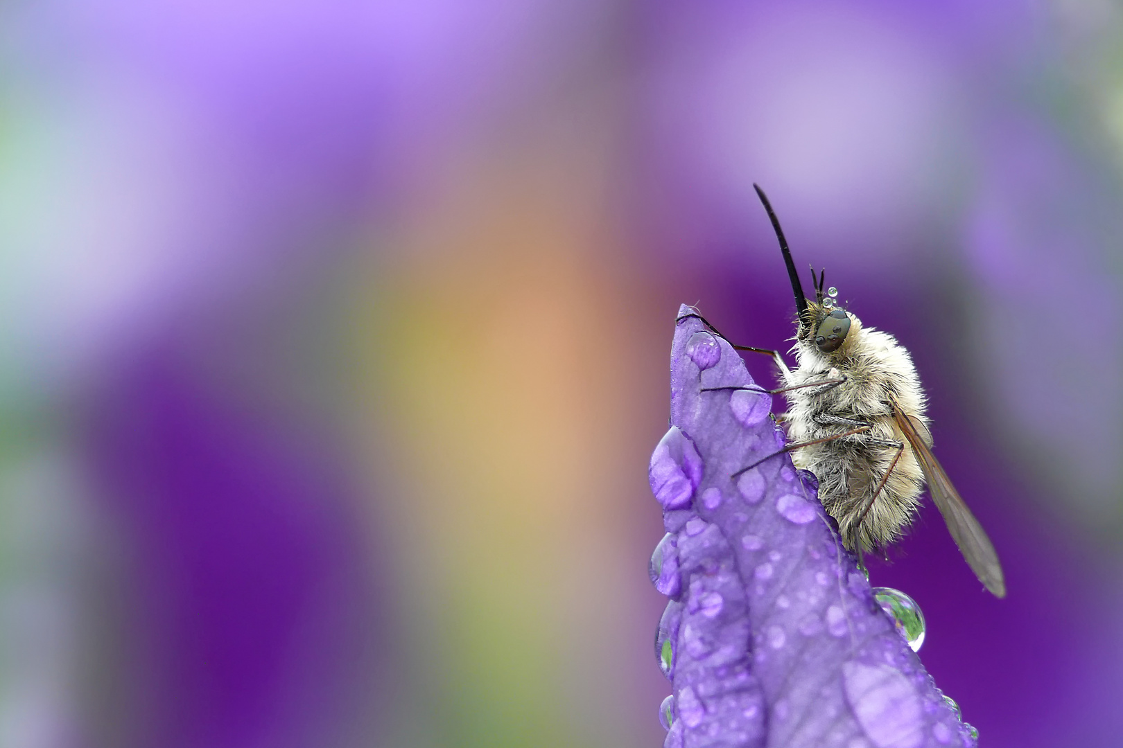 Bombyliidae Foto & Bild natur, fliegen, insekten Bilder auf
