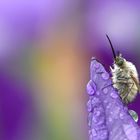 Bombyliidae