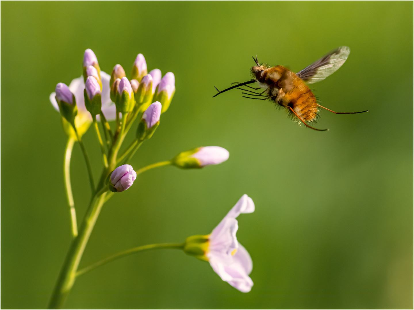 Bombyliidae im Anflug