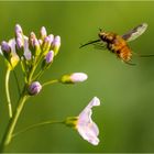 Bombyliidae im Anflug