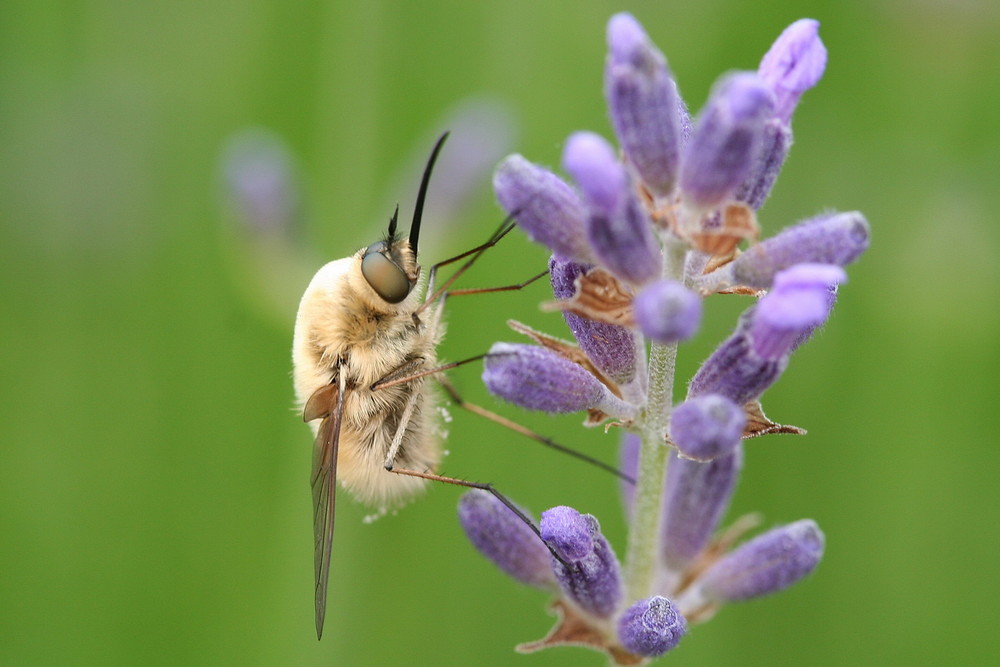 Bombylius