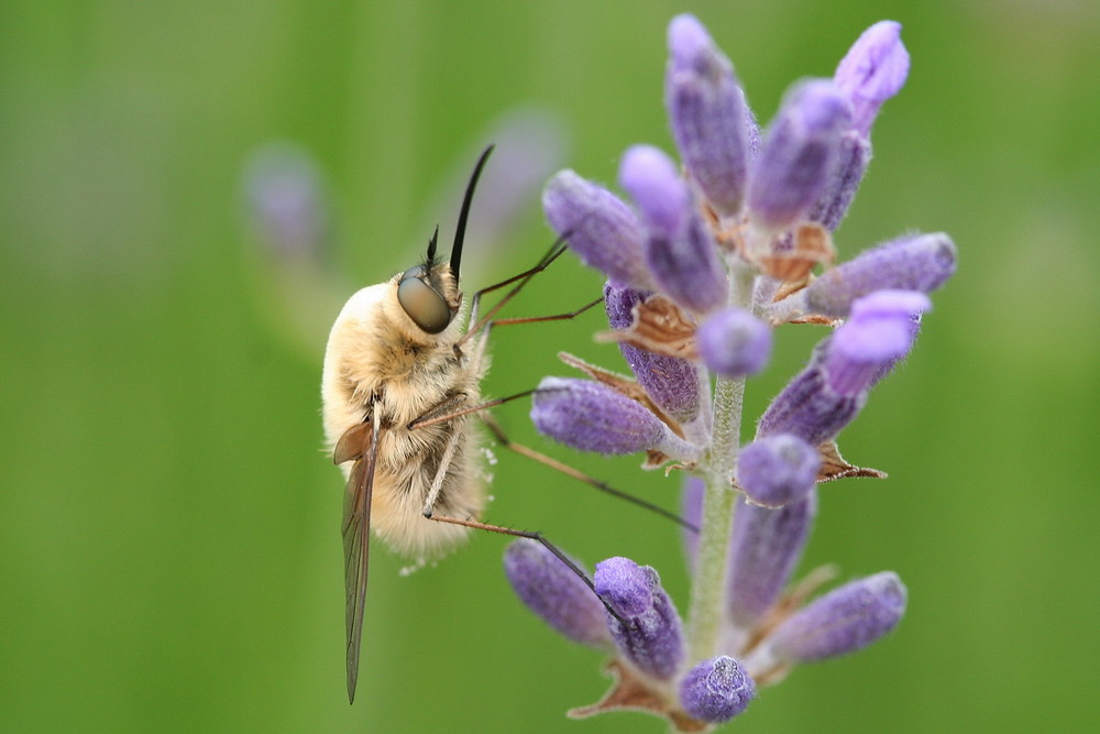 Bombylius