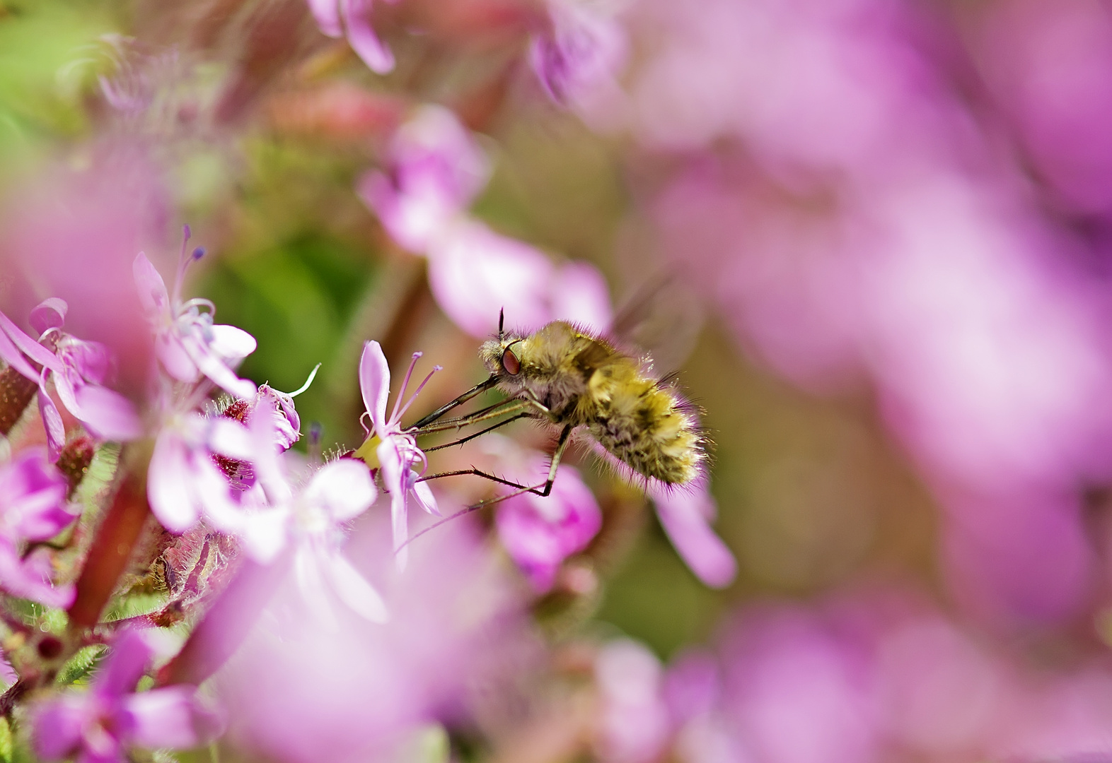 bombylius