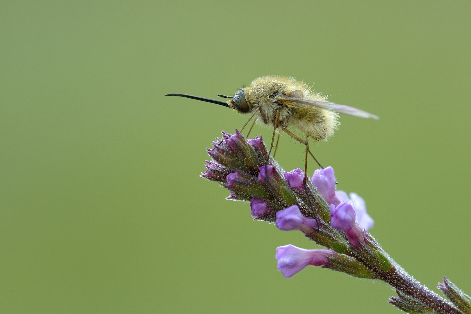 Bombylius