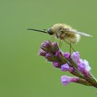 Bombylius