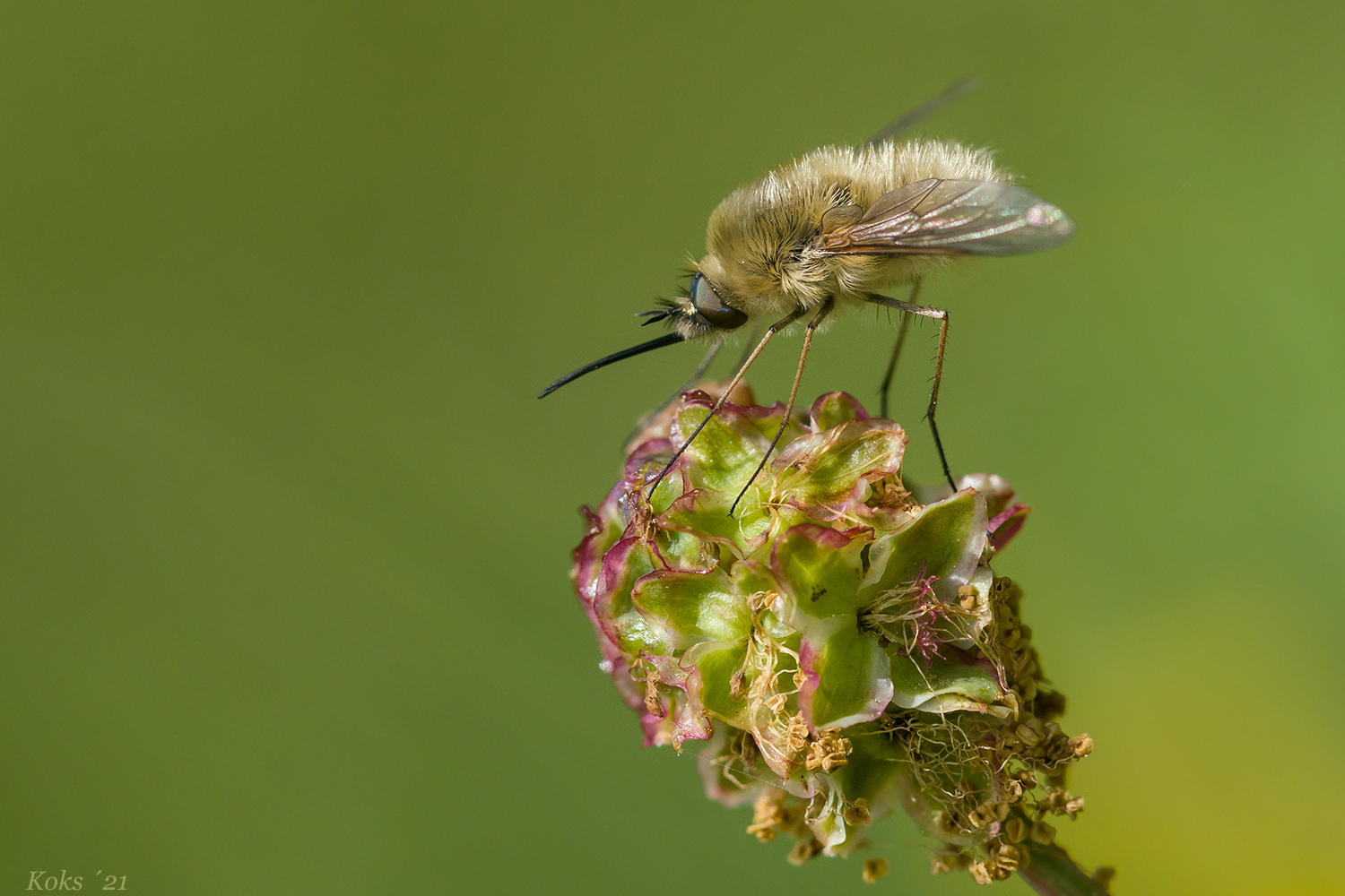 BOMBYLIUS