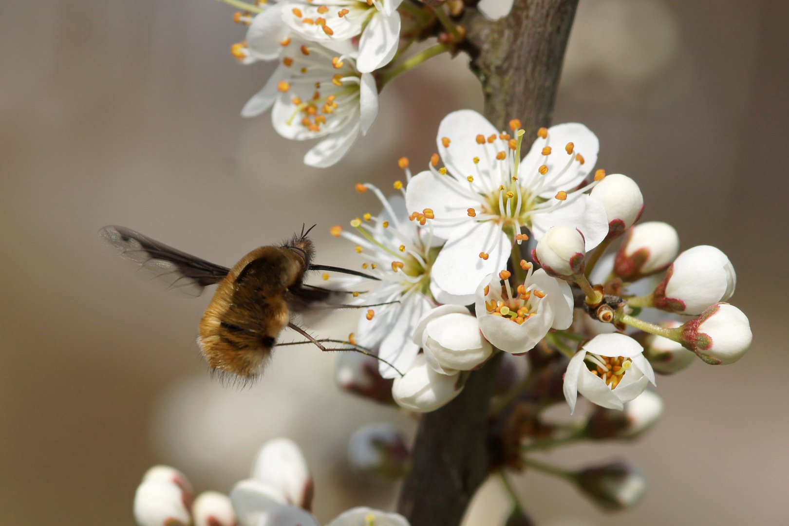 Bombylius