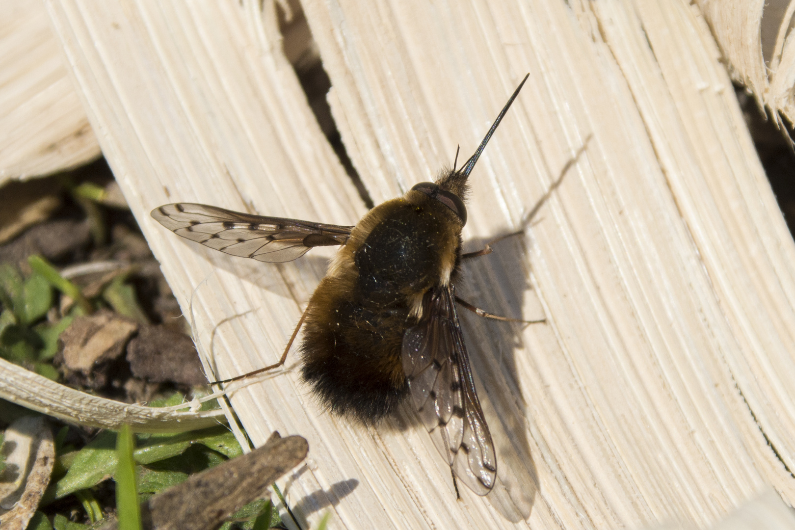 Bombylius discolor