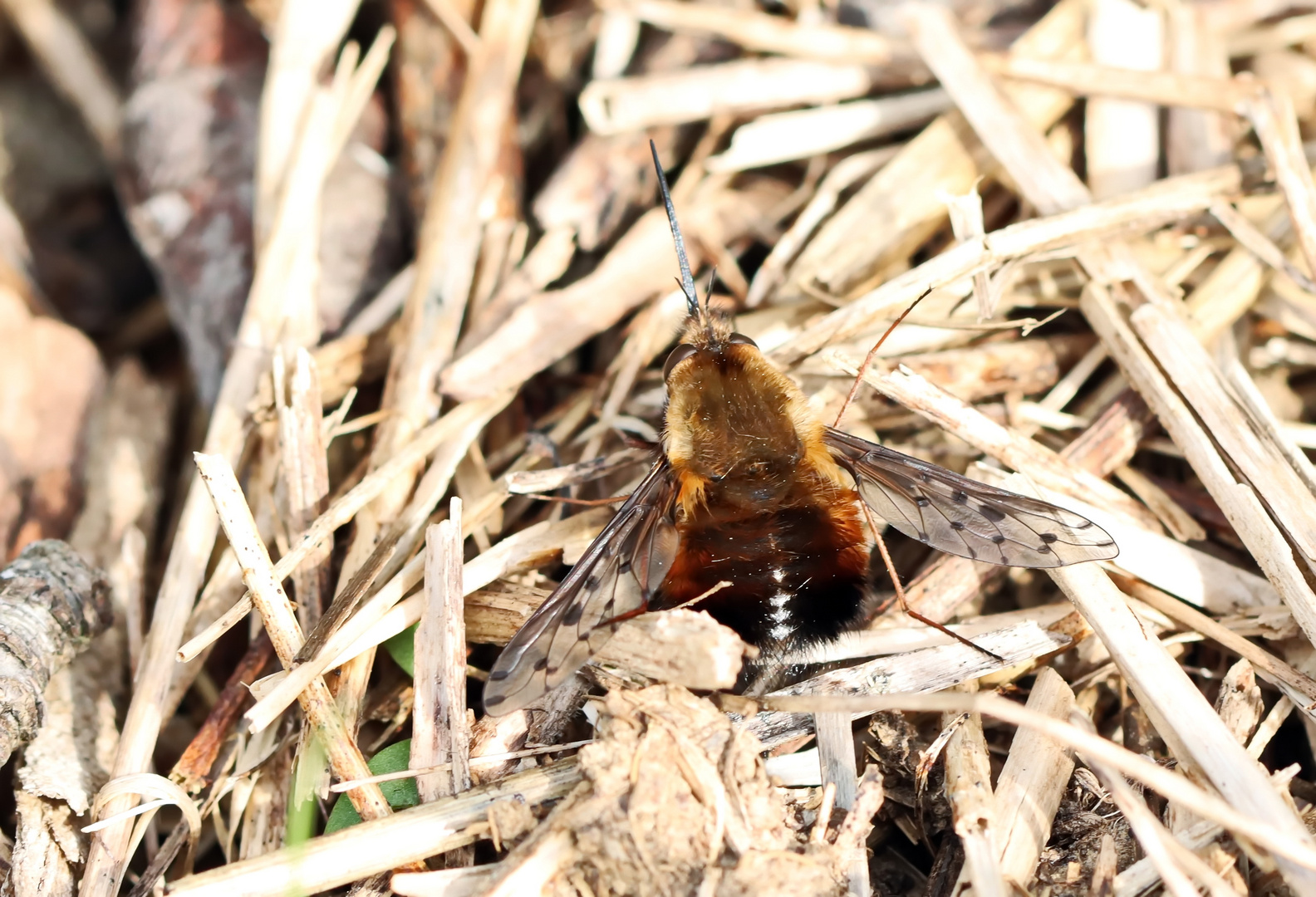 Bombylius discolor