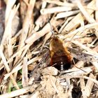 Bombylius discolor