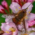 Bombylius discolor