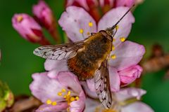 Bombylius discolor