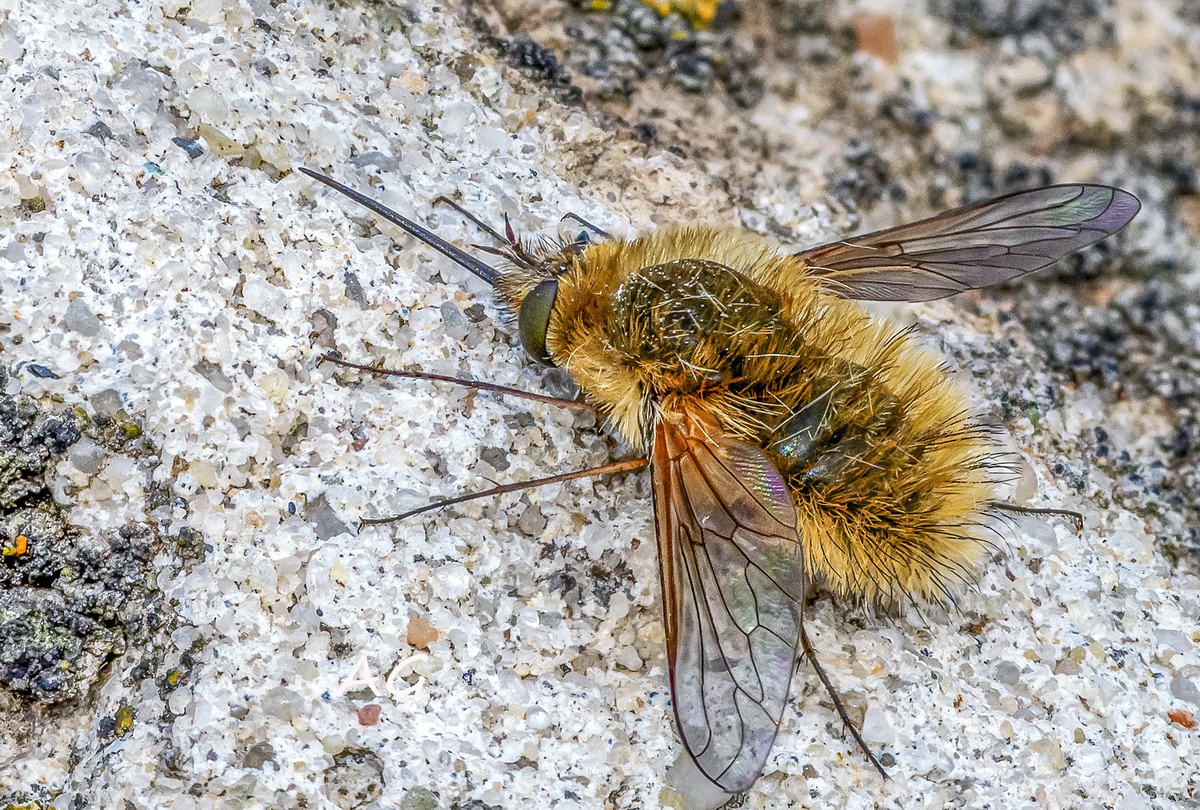 Bombylius discolor